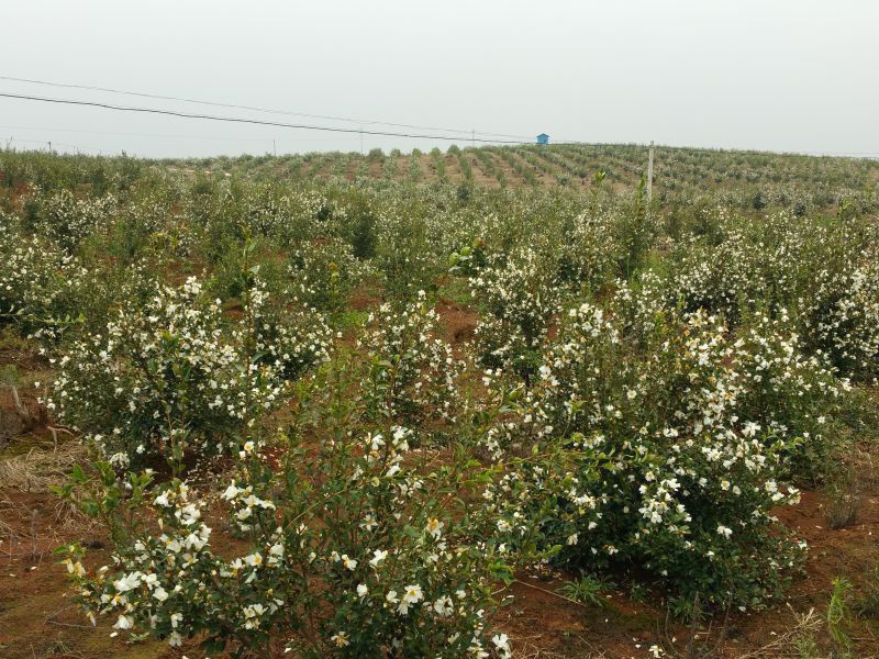 孟冬的油茶花，素裹群山嬌艷
